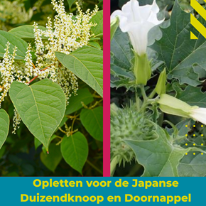 afbeeldingen van Japanse Duizendknoop en Doornappel