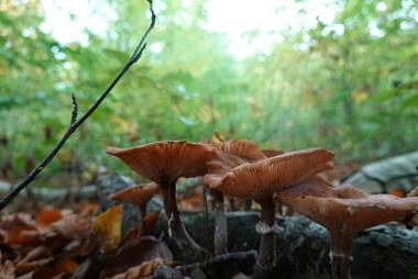 foto: Natuurpunt
